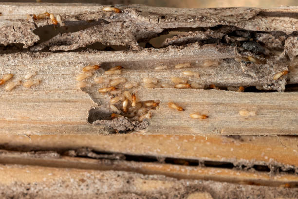 Best Wasp Removal Services  in Dora, AL