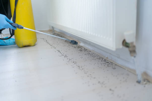 Best Termite Control Services  in Dora, AL